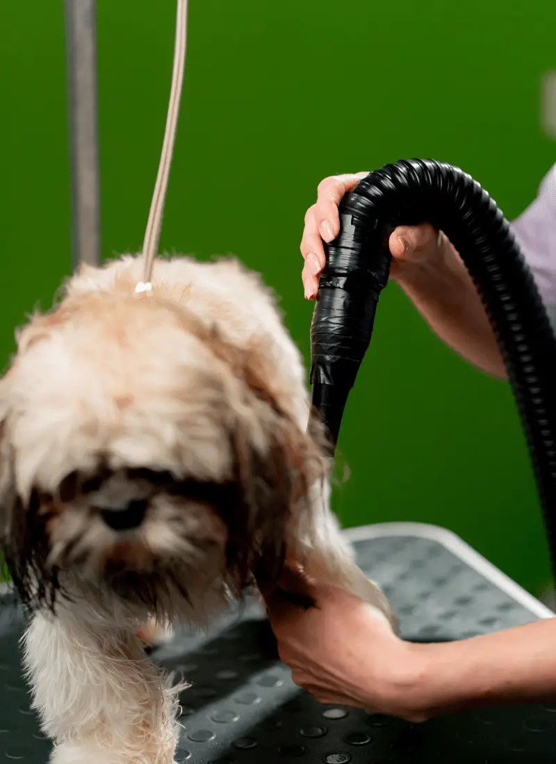 Paw Wow Book Appointment 1-min