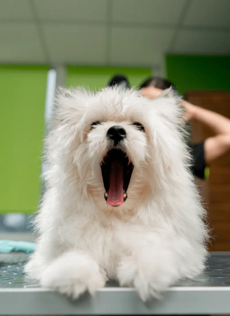 Paw Wow Book Appointment 4-min