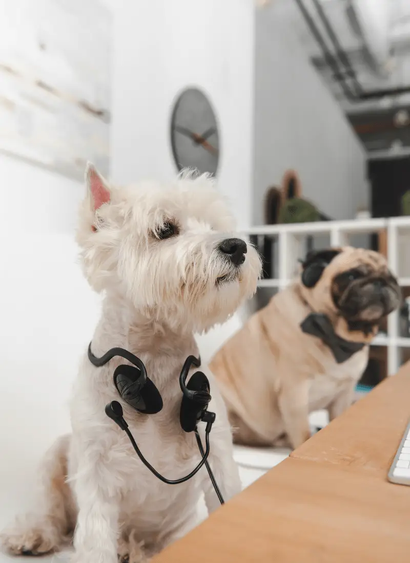 Paw Wow Book AppointmentWow Homepage Book Appointment-min